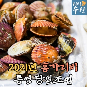지티수산 산지직송 국산 통영 제철 생물 홍가리비[1kg]