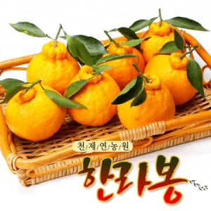 천제연농원 한라봉 18~22과[5kg] 최저가 쇼핑 정보 - 에누리가격비교 천제연농원 한라봉 18~22과[5kg] < 과일 < 농산물 [에누리 가격비교]