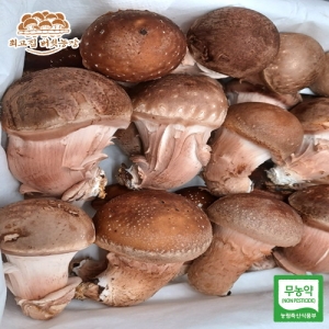최고집 참송이버섯 중급[1kg]