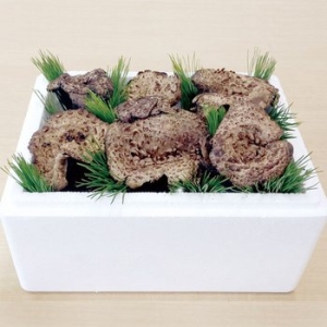 자연두레 자연산 능이버섯[1kg]