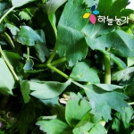 하늘농가  순수국산 건방풍나물 70g