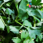 하늘농가 순수국산 건방풍나물 70g [2개]