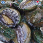 청정바다 참전복 소 25-30미 1.5kg [1개]