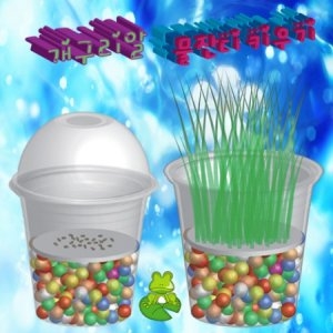 개구리알 물잔디키우기  1인용