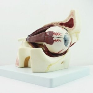 인체 안구 및 눈꺼풀 확대모형R