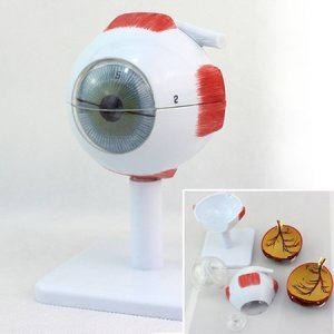 토이사이언스 인체 안구 모형 8cm/6pcs  교육용/안구모형/안구관찰  인체 안구 모형 8cm/6pcs  교육용/안구모형/안구관찰