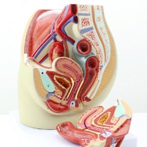 인체 생식기 모형