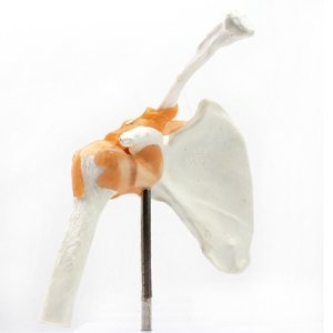 인체 어깨관절 모형 R/과학/교구/수업