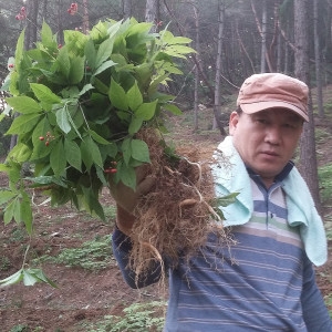 국내산 산양산삼 약5년근 뿌리 선물세트