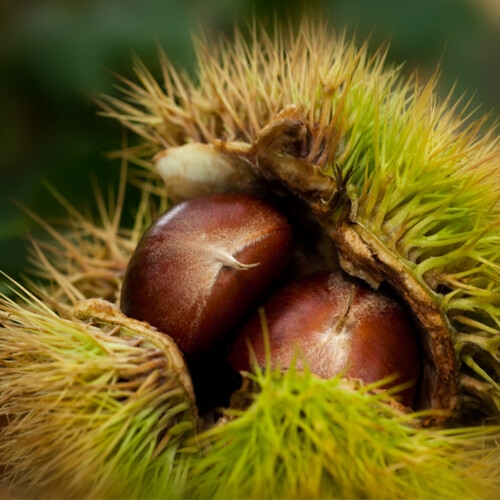 베리세상  국내산 공주 알밤 2kg 특_제수용