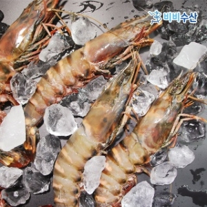 비비수산  킹타이거새우 1kg
