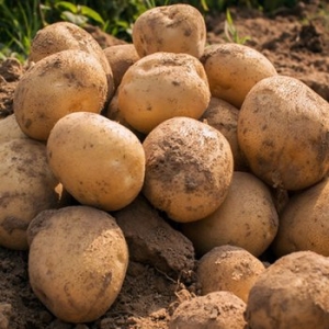 산정마을  햇 수미감자 대 5kg