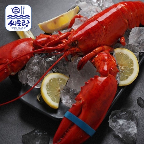 씨토랑  캐나다 자숙랍스터 대 4미 400~450g