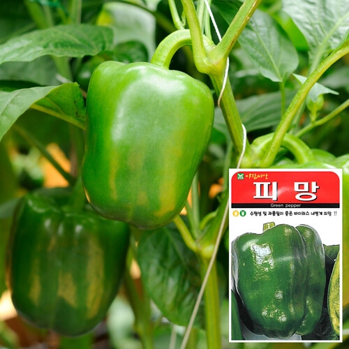 아람종묘  피망 씨앗  20립