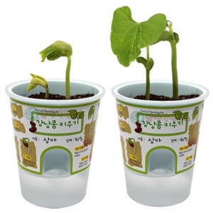 SA 거꾸로 물주기 화분 강낭콩 키우기 1인용 포장