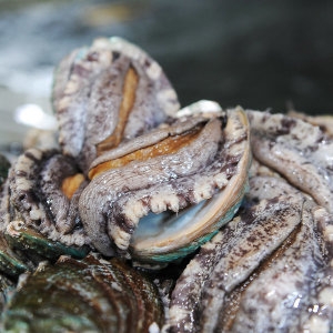 남도장터  바다마을 완도 특대 활전복 10-11미 1kg