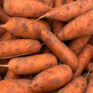 농부곳간  제주구좌 햇 흙당근 주스용 중 5kg