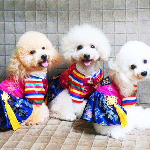 앨리펫 색동저고리 한복