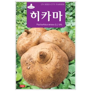 청농종묘  히카마 씨앗 50립