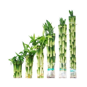 유리정원  개운죽10cm 2개