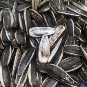 쪽빛누리  슈퍼푸드 해바라기씨 껍질해바라기씨 1kg 애완동물간식