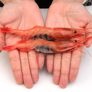 새우몰  냉동 단새우 1kg