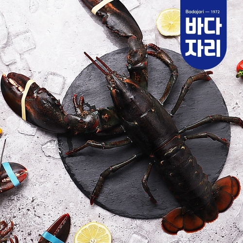바다자리  살아서 도착하는 활랍스타 1마리 500g내외
