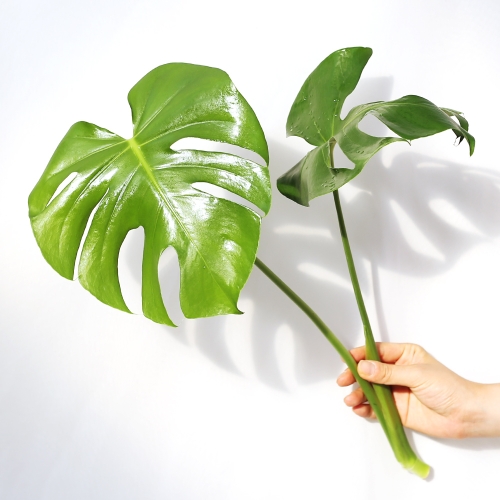 아침향기  몬스테라 수경재배 실내공기정화식물 천연가습기