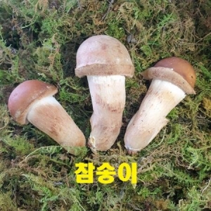 옥과농원  곡성 참송이버섯 300g