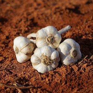 우체국쇼핑  싱싱아삭 국내산 통마늘 1kg 01. 덜매운 통마늘 1kg
