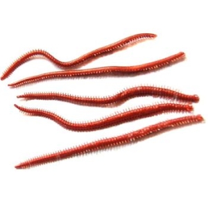 바이칼  갯지렁이 웜