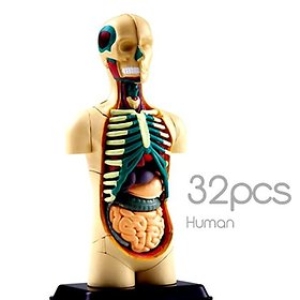미니인체해부모형 12cm  EDU-21454