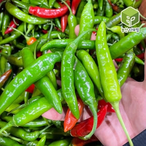 농산다모임  국내산 청양고추 10kg