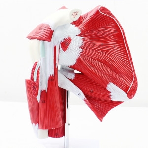 인체 어깨 관절 근육모형 관찰수업 인체모형 과학교구