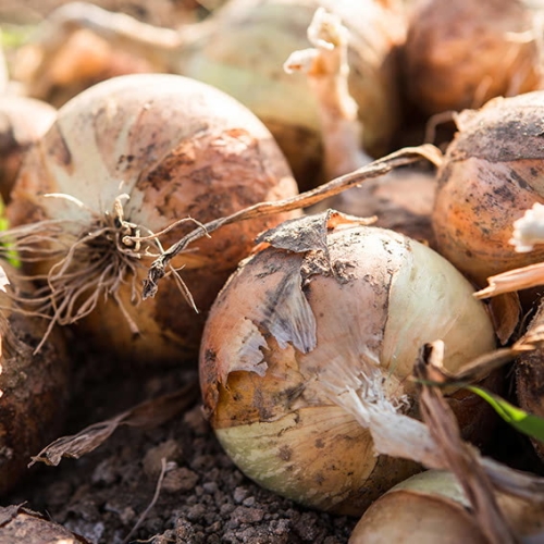 우체국쇼핑  23년 갓수확 무안 햇 와송 양파 3kg 중대혼합