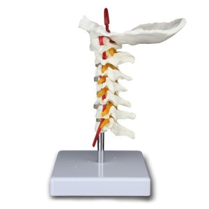 인체 후두골 경추 모형/목뼈 실습