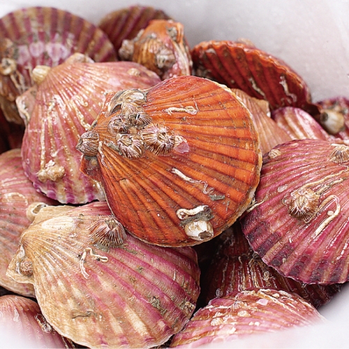 경상도수산  통영 세척 홍가리비 1kg