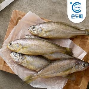 온도씨  참조기 대 1kg내외