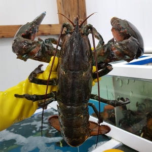 바다사나이  살아있는 활 A급 랍스터 500g