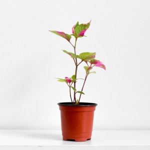 마이플랜트  룬데리 파티타임 공기정화식물 희귀 핑크 무늬 식물