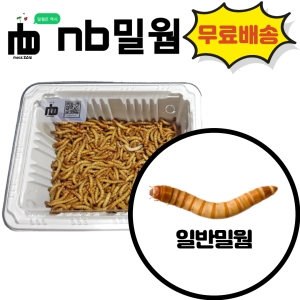 NB밀웜 생밀웜 일반밀웜 100마리 극소형