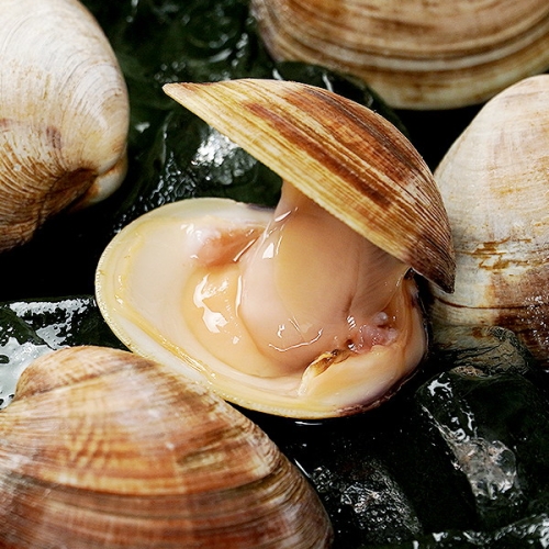 대풍수산식품  백합조개 소 5kg