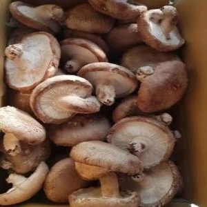 예산표고버섯농원 생표고버섯 못난이 1kg