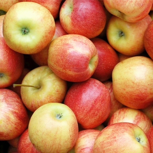 더조은푸드  경북 부사 사과 흠과 주스용 랜덤과 10kg