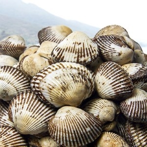 참살림농산  벌교 새꼬막(상) 3kg
