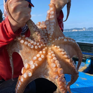 팜비타  통영 자숙 돌문어 1kg