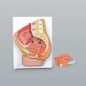 여자생식기구조 RAR