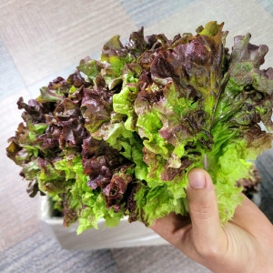 엄마네농장  매일매일 싱싱한 상추 꽃상추 청상추 2kg