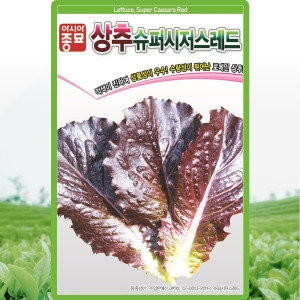 아시아종묘  레드로메인상추씨앗 1000립 슈퍼시저스레드 적로메인 상추씨앗 씨 종자