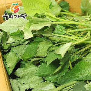 린앤지오팜  우리가락  가락시장직송 취나물  쫑취  취나물  쫑취